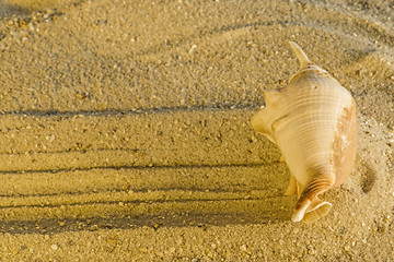 Image showing Snail at a beach