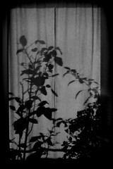 Image showing Shilouette of plants on a curtain