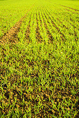 Image showing winter wheat 