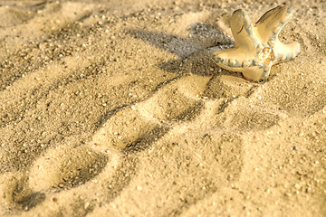 Image showing Starfish at a beach