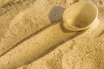 Image showing Shell at a beach