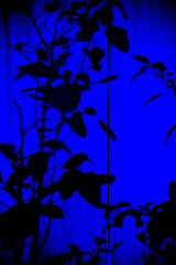 Image showing Shilouette of plants on a curtain