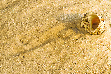 Image showing Snail at a beach