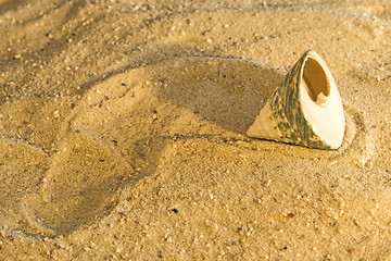 Image showing Snail at a beach