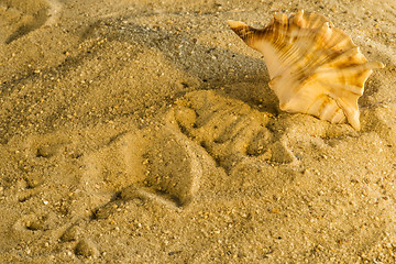 Image showing Snail at a beach