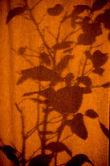 Image showing Shilouette of plants on a curtain