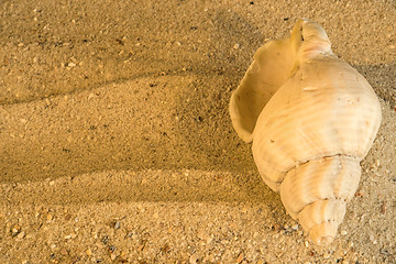 Image showing Snail at a beach