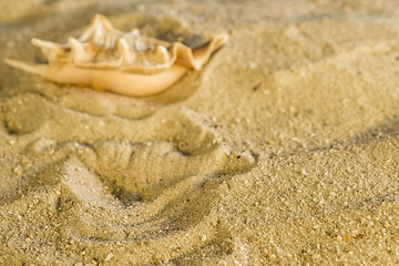 Image showing Snail at a beach
