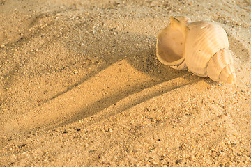 Image showing Snail at a beach