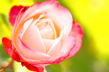 Image showing rose