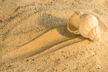 Image showing Snail at a beach