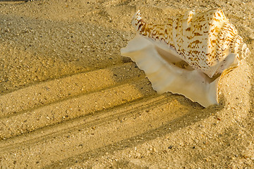 Image showing Snail at a beach