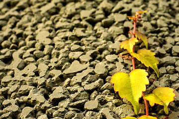 Image showing wild vine climbing up on concrete