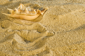 Image showing Snail at a beach