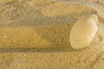 Image showing Shell at a beach