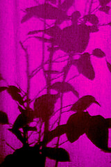 Image showing Shilouette of plants on a curtain