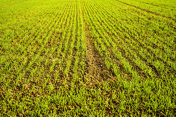 Image showing winter wheat 