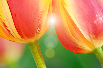 Image showing Tulips