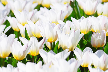 Image showing White tulips