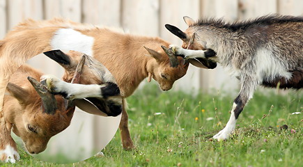 Image showing detail of goats fight