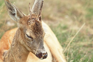 Image showing detail of capreolus trophy