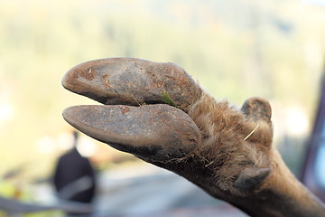 Image showing detail of deer hoof