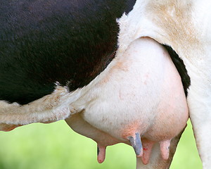 Image showing detail of holstein cow udder