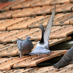 Image showing fighting birds on roof