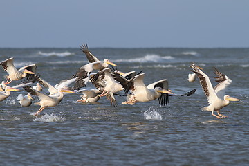 Image showing flock of great pelicans  taking flight