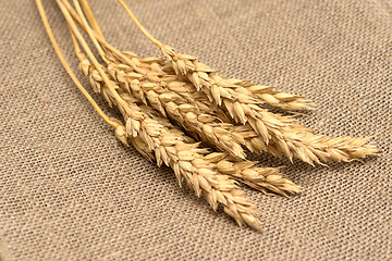 Image showing wheat