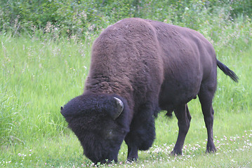 Image showing bison