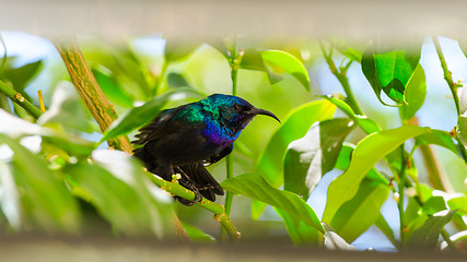 Image showing Little sunbird sitting on citrus tree