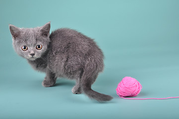 Image showing small Scottish straight kitten with a woolball