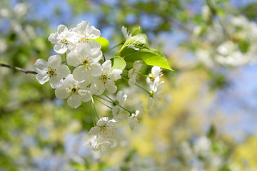 Image showing Apple flowers