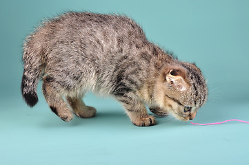 Image showing cute Scottish fold kitten 