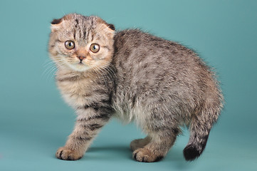 Image showing Portrait of a cute Scottish fold kitten