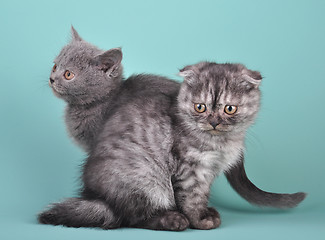 Image showing  Scottish straight and fold kittens 