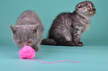 Image showing two Scottish straight fold kittens playing