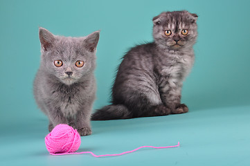 Image showing young cats playing with a ball