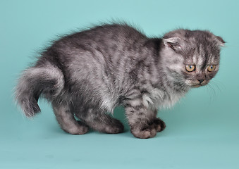 Image showing Scottish fold  kitten with crooked tail