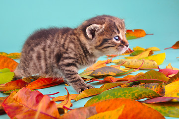 Image showing  kitten in autumn leaves