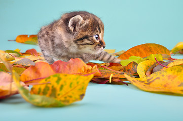 Image showing small 20 days old  kitten in autumn leaves