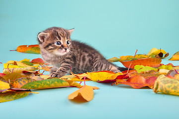 Image showing small 20 days old  kitten in autumn leaves