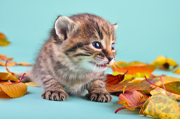 Image showing little kitten in autumn leaves