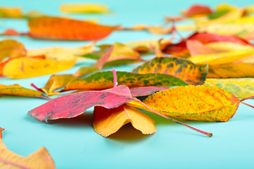 Image showing autumn leaves