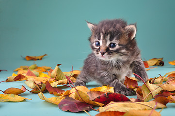 Image showing small 20 days old  kitten in autumn leaves