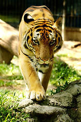Image showing Panthera Tigris