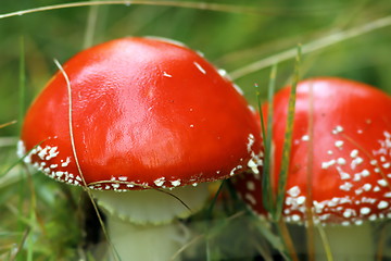 Image showing fly agaric closeup