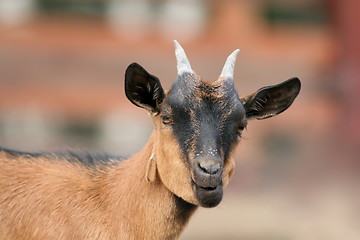 Image showing funnt brown goat portrait