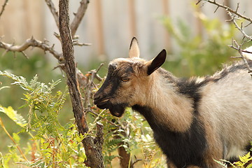 Image showing gray goat eating bark